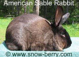 American Sable Rabbits