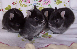Silver Marten Rabbits